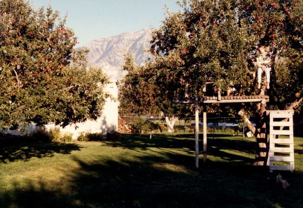 original/TonainTree87.jpg