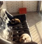 midCatsOrem12-88.jpg